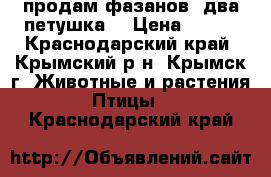 продам фазанов, два петушка. › Цена ­ 500 - Краснодарский край, Крымский р-н, Крымск г. Животные и растения » Птицы   . Краснодарский край